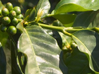 Bærrene fra Coffea-planten