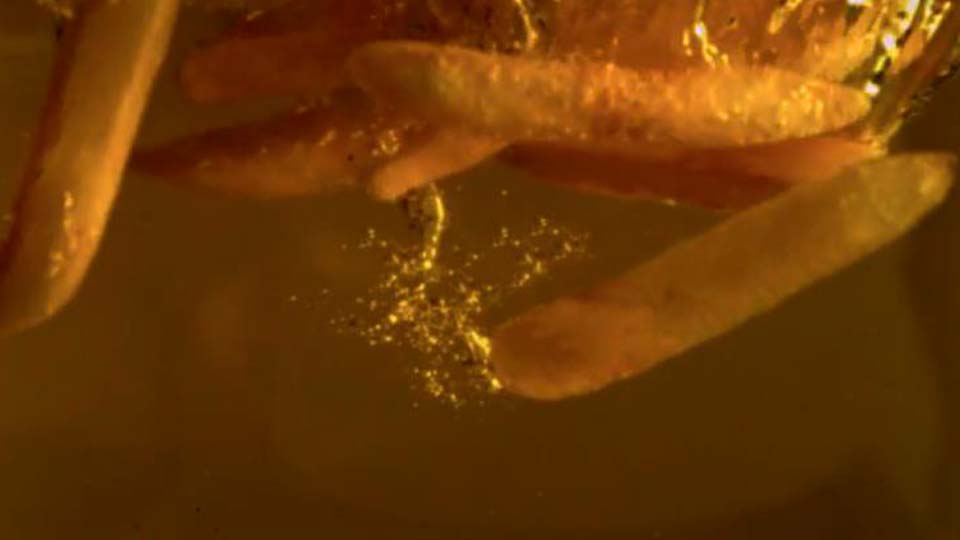 Morgenmadss&aelig;t, produktvideo