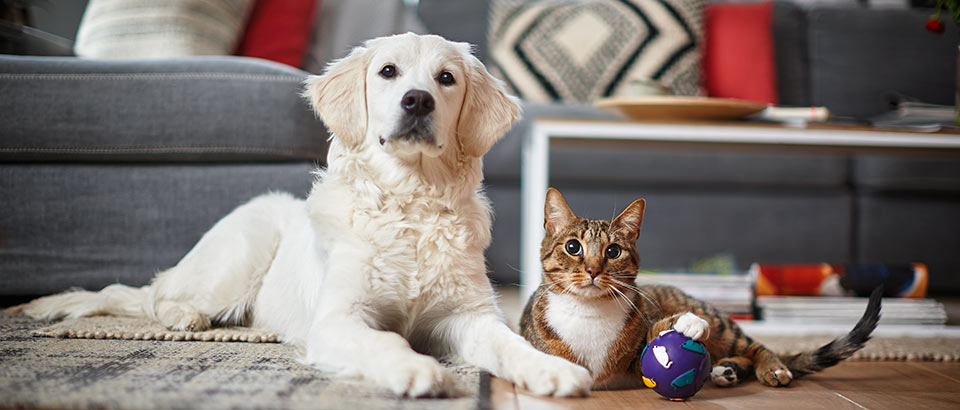 Allergener i hjemmet – skæl fra kæledyr